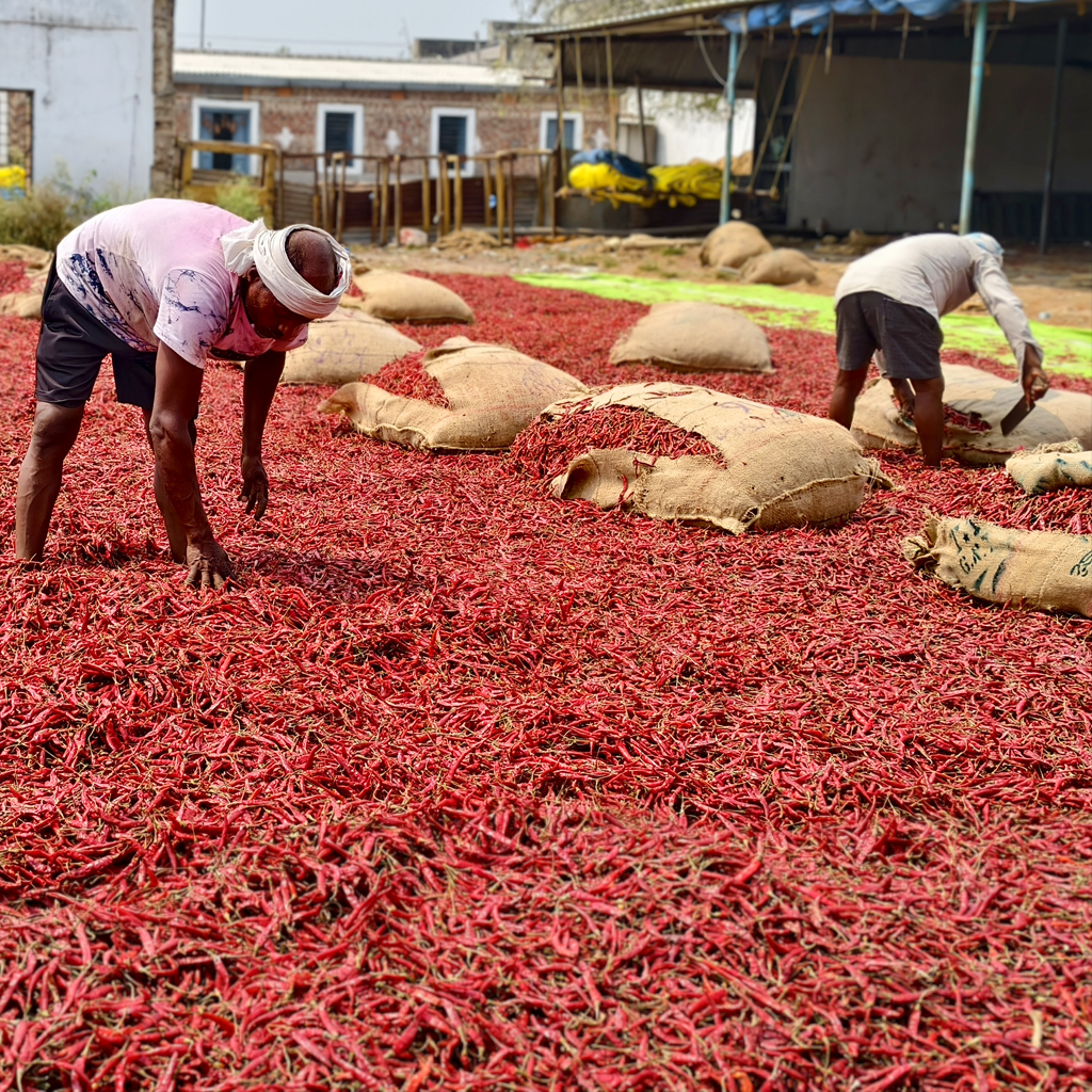 Guntur dry red chilli sorting yard